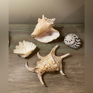 Genuine large shells